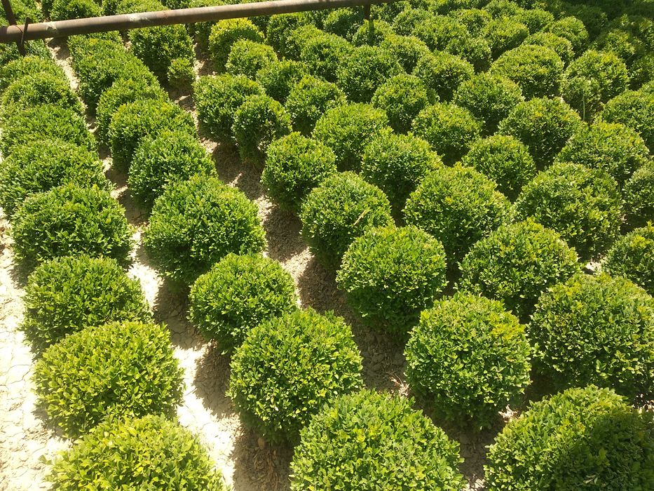 .Shamshod kochat 7 yillik