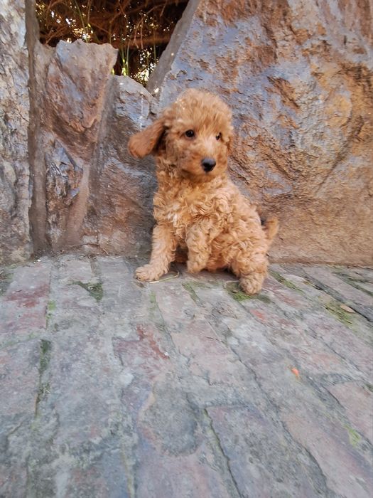 Pudel/Poodle Miniature