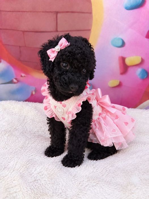 Poodle Mini/Пудел Мини