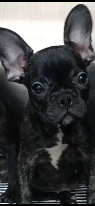 Bulldog francez femela