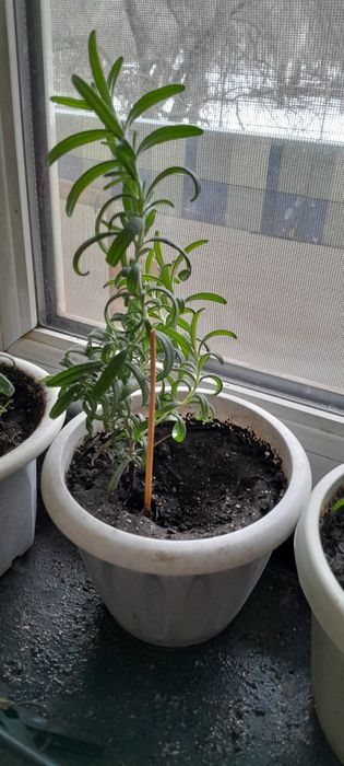 Розмарин пищевой .