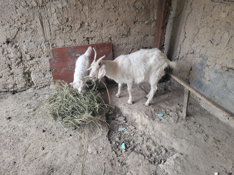 Орыс Ешкі, лағымен сатылады