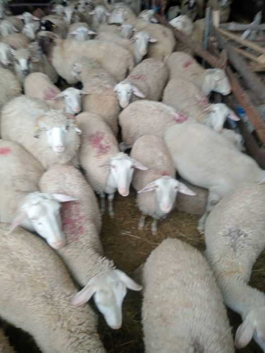 Vindut mielute lacaune