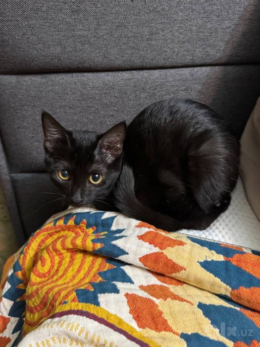Котенок девочка в добрые руки