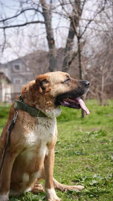 Булочка. Кангал ищет семью. Девочка