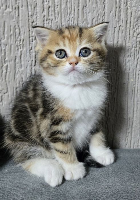 Милый котенок Скоттиш-страйт-идеальный питомец
