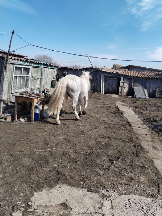 Айгыр, жеребец, лошадь, конь