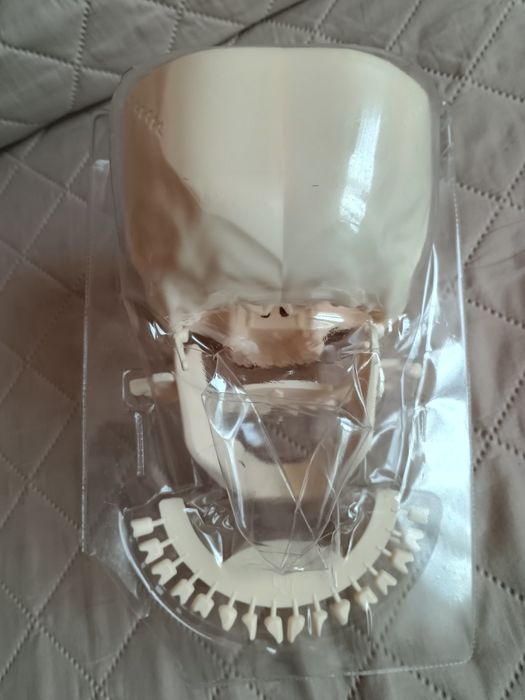 Craniu pentru învățământ.