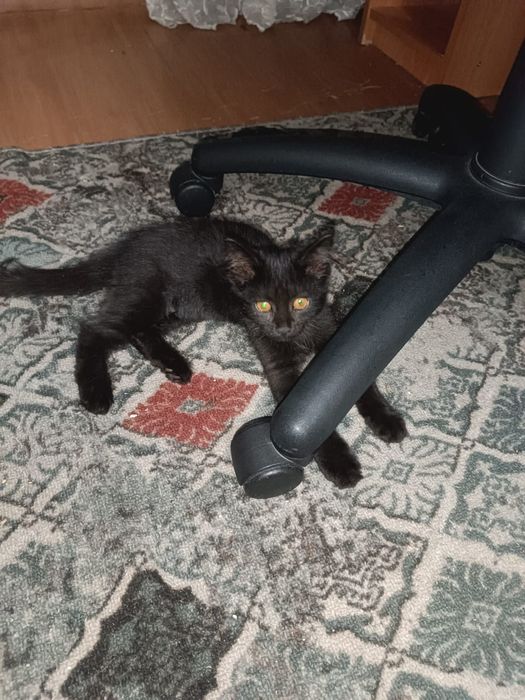 В добрые руки котёнок,девочка