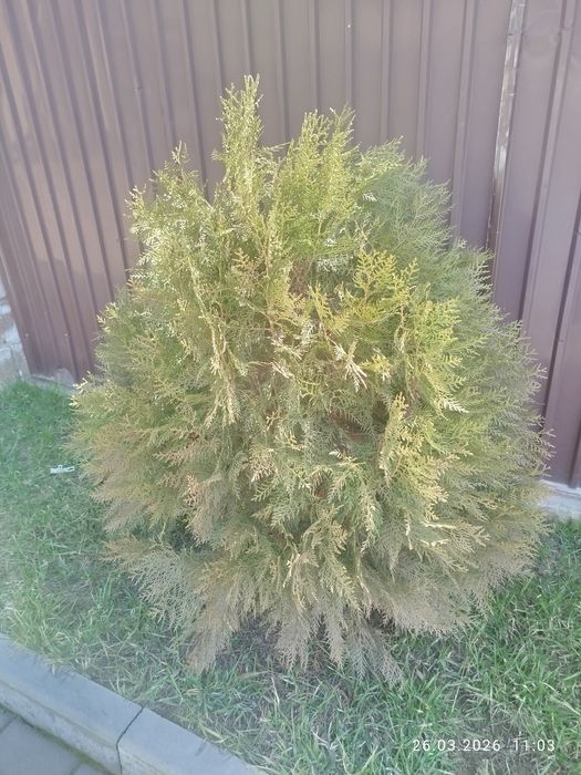 Продаю туя книжка