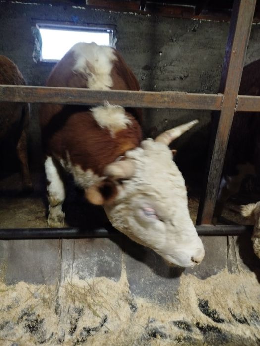 Букалар сатылады