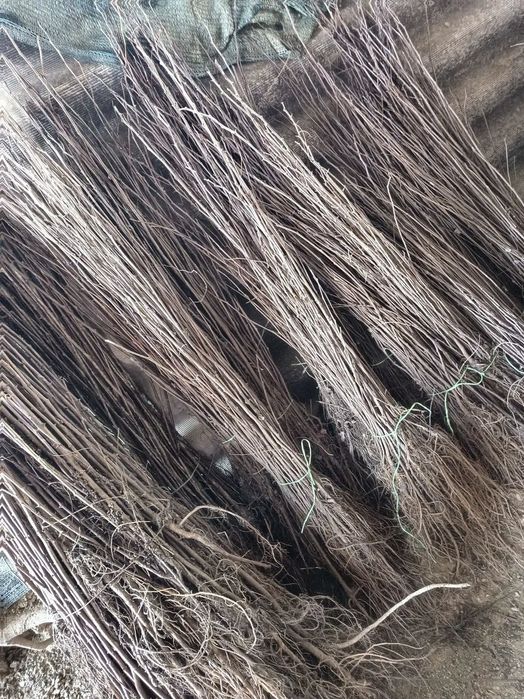 Puieți de salcâm la 30 bani