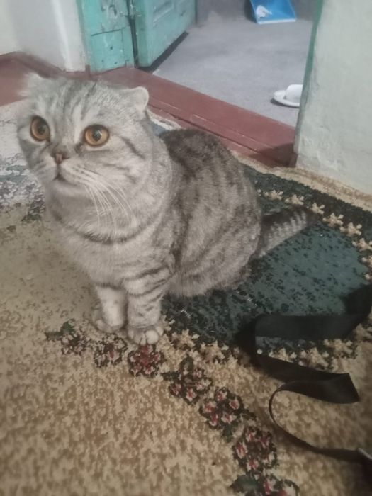Срочно продам кота