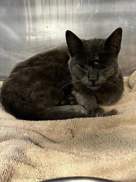 Котёнок попал в беду