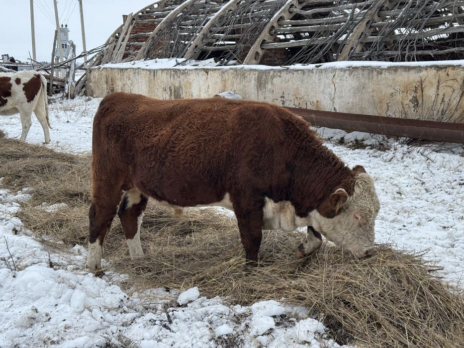 Продам быка, казахский белоголовый