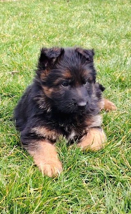 Pui Ciobanesc german