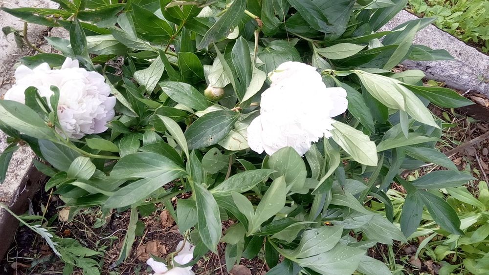 Продаю срочно дачу ДО МИЧУРИНЕЦ