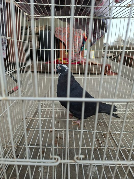 Продам белыйголовый