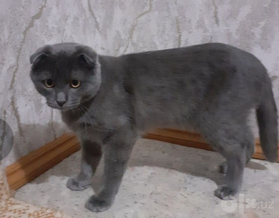 Кошка кот пародосты
