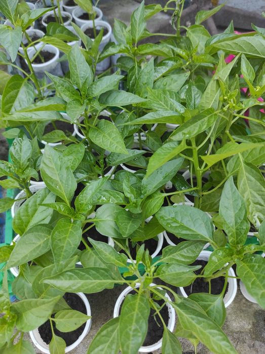 Продам рассаду овощей