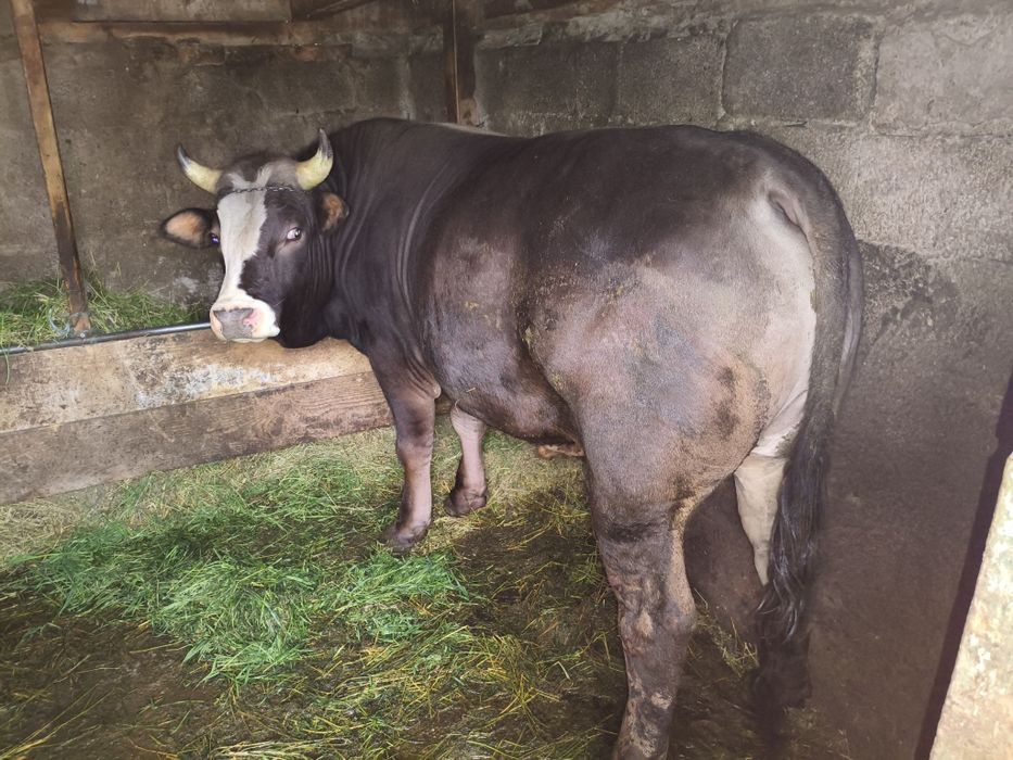 Taur de vânzare 750kg