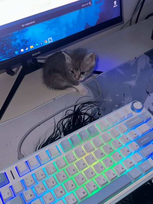 продам свою девушку