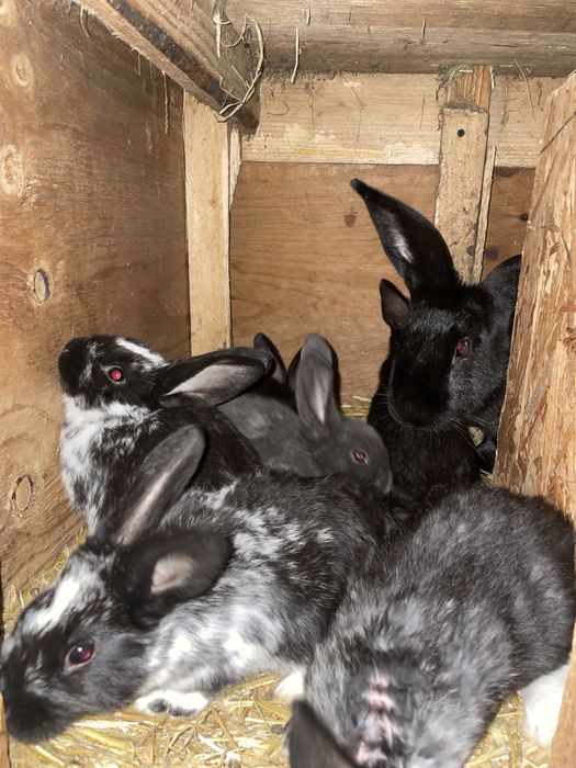 De vanzare o femela   Tot cu pui .de rasa fluture german janet