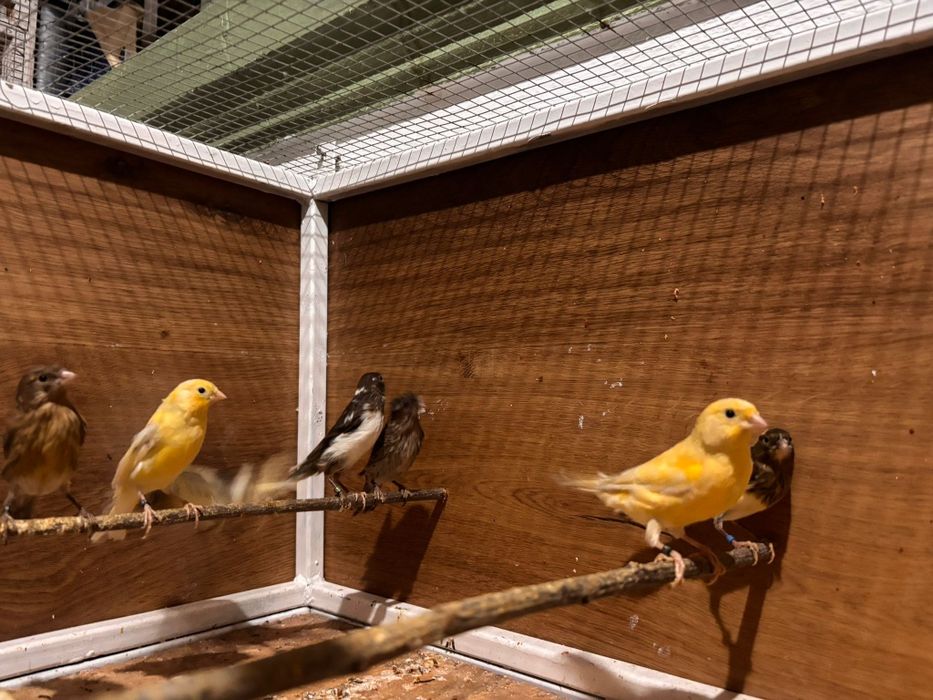 Pui de canar de culoare 2026