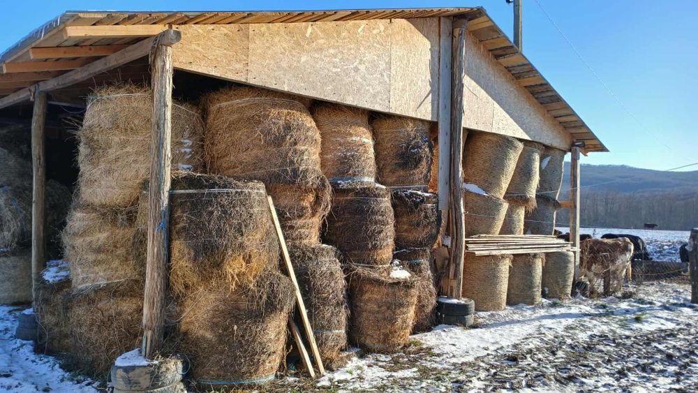 Baloti lucerna Producție 2025