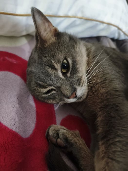 Отдам кота в добрые руки