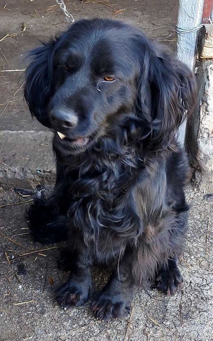 Продаётся умная собака