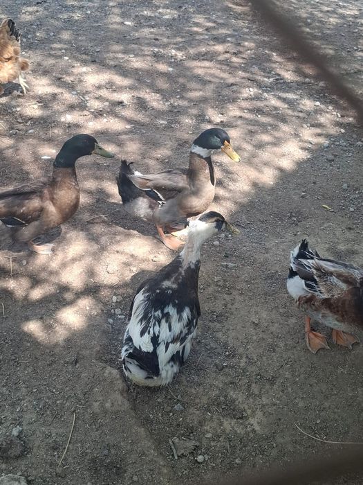 Продам Утка башкирская пекинская