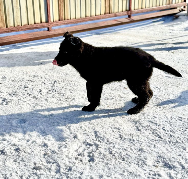 Щенок строго не на цепь!