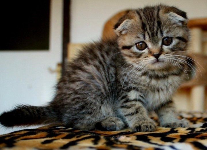 Продаются котята!