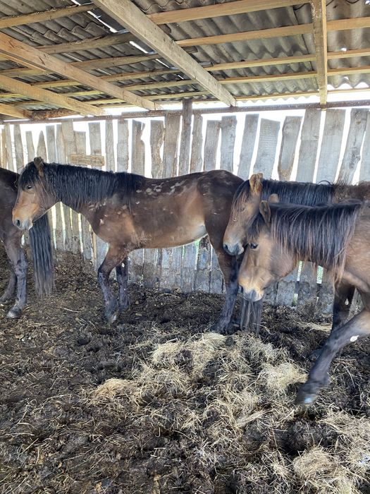 Лошади на откорм