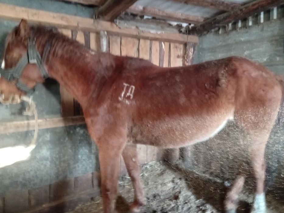 Кобылы сельхоз животные