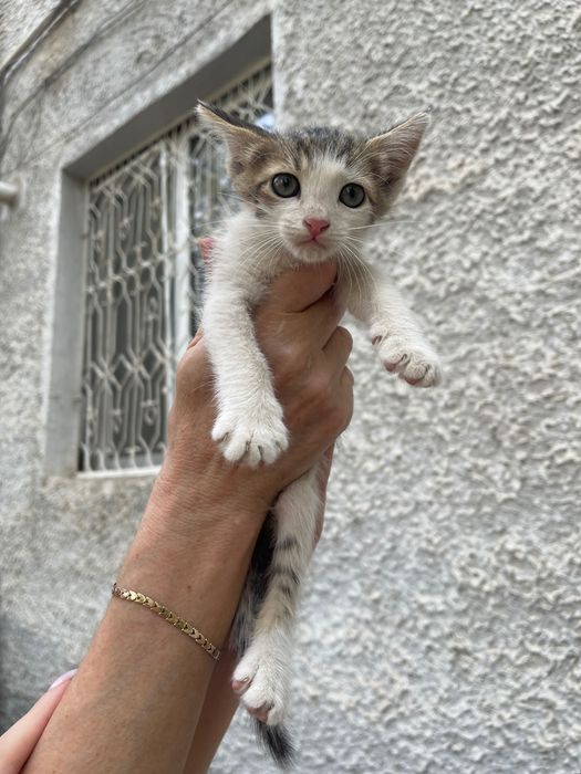 Отдам котенка в добрые руки мальчик