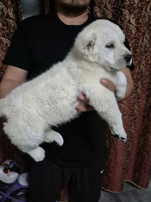 Щенок супер тяж боец