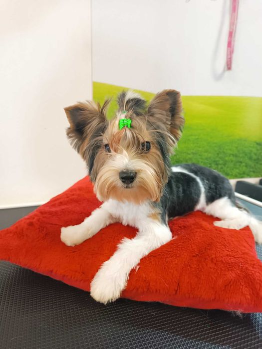 Йоркширски териер Бивер