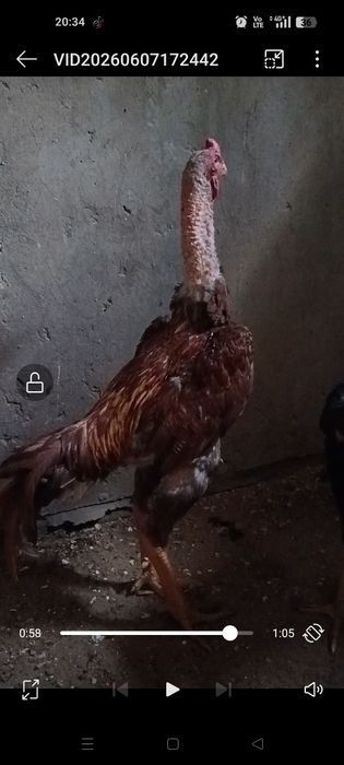 Дакан бойцовые  шамо
