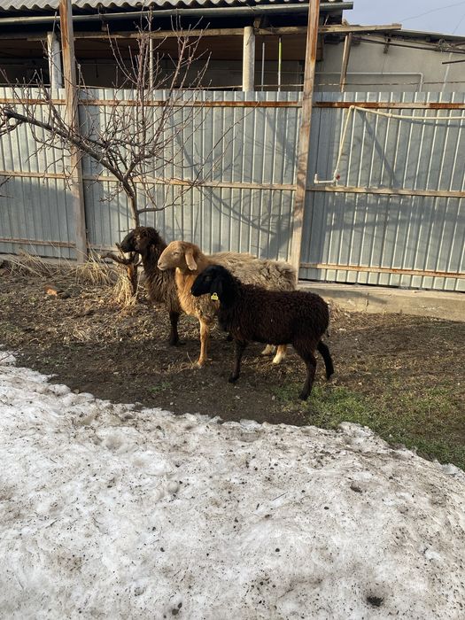 Продаеться отборный овцы, Ұрғашы тоқтылар