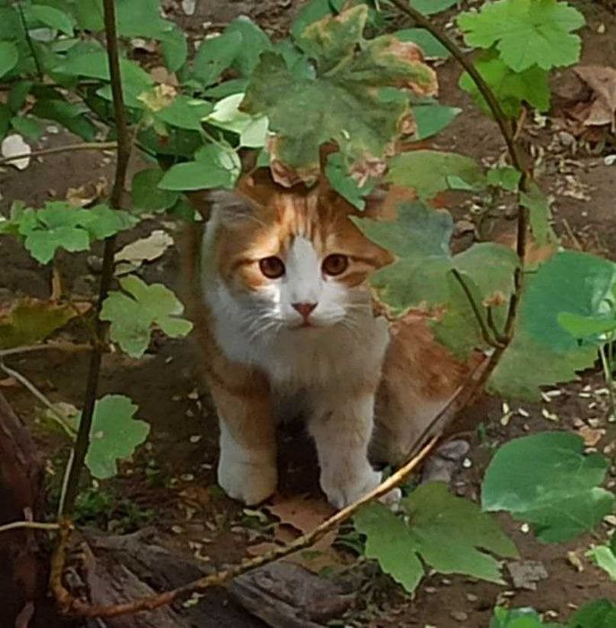 Пропал кот по кличке Рыжик