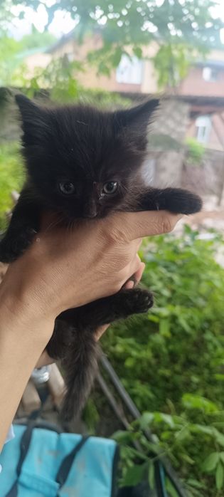 Котята 1 месяцев