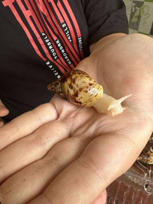 Продам улитят Ахатин