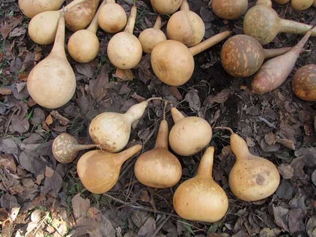 Тыква декоративная, лагенария.