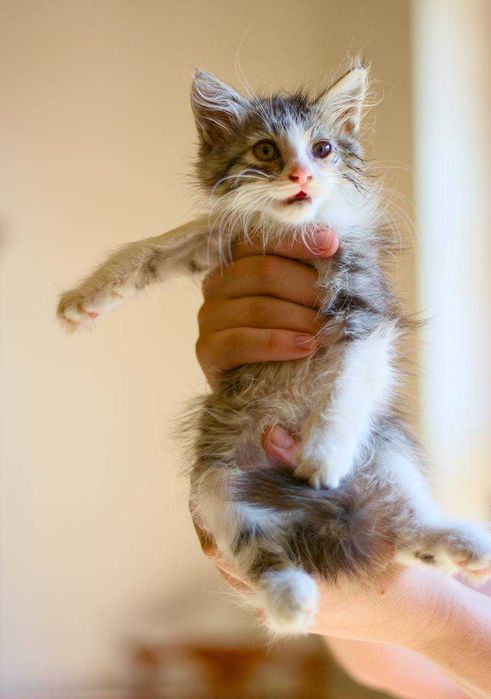 Котенок в добрые руки.