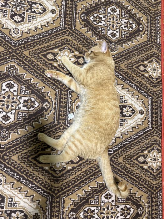 Отдам бесплатно активный кот