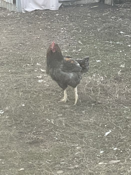 срочно продам петухи