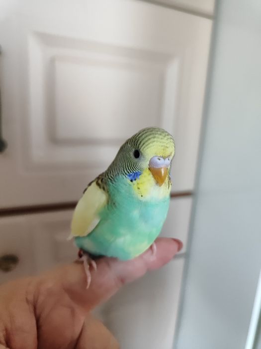 Волнистые попугаи,ручные,окольцованны.