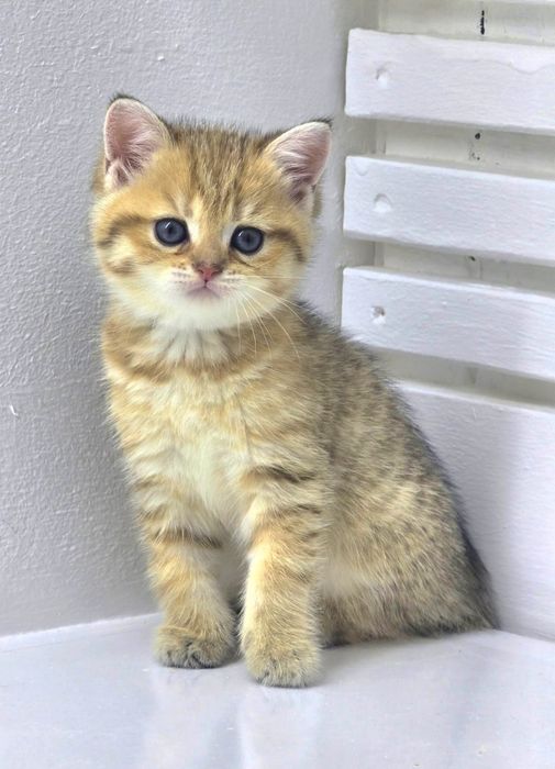 Зеленоглазка ,КошЕчка